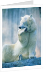Polar bear yawning in zoo enclosure by Anonymous