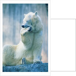 Polar bear yawning in zoo enclosure by Anonymous