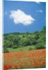 Poppy meadow in landscape by Anonymous