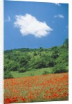 Poppy meadow in landscape by Anonymous