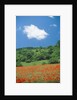 Poppy meadow in landscape by Anonymous