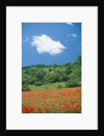 Poppy meadow in landscape by Anonymous