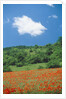 Poppy meadow in landscape by Anonymous