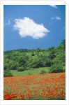 Poppy meadow in landscape by Anonymous