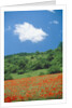 Poppy meadow in landscape by Anonymous