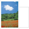 Poppy meadow in landscape by Anonymous