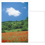 Poppy meadow in landscape by Anonymous