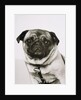 Pug dog by Anonymous