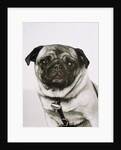 Pug dog by Anonymous
