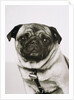 Pug dog by Anonymous