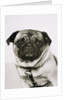 Pug dog by Anonymous