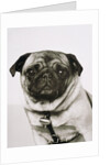 Pug dog by Anonymous