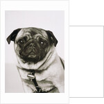 Pug dog by Anonymous
