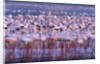 Flock of Lesser Flamingoes by Anonymous