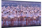 Flock of Lesser Flamingoes by Anonymous