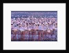Flock of Lesser Flamingoes by Anonymous