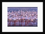 Flock of Lesser Flamingoes by Anonymous