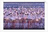 Flock of Lesser Flamingoes by Anonymous