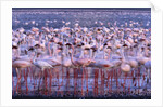 Flock of Lesser Flamingoes by Anonymous