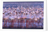 Flock of Lesser Flamingoes by Anonymous