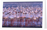 Flock of Lesser Flamingoes by Anonymous