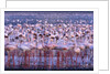 Flock of Lesser Flamingoes by Anonymous