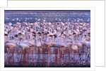 Flock of Lesser Flamingoes by Anonymous