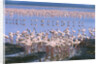 Flock of Lesser Flamingoes by Anonymous