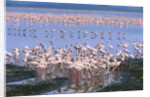 Flock of Lesser Flamingoes by Anonymous