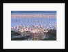 Flock of Lesser Flamingoes by Anonymous