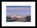 Flock of Lesser Flamingoes by Anonymous