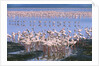 Flock of Lesser Flamingoes by Anonymous