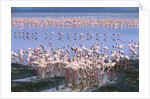 Flock of Lesser Flamingoes by Anonymous