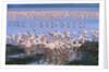Flock of Lesser Flamingoes by Anonymous