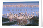 Flock of Lesser Flamingoes by Anonymous