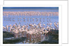 Flock of Lesser Flamingoes by Anonymous