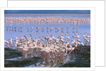 Flock of Lesser Flamingoes by Anonymous
