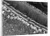 Cochlear Cilia by Anonymous