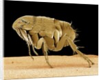 Cat Flea by Anonymous