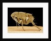 Cat Flea by Anonymous