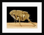 Cat Flea by Anonymous