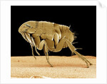 Cat Flea by Anonymous