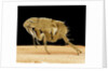 Cat Flea by Anonymous