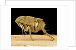 Cat Flea by Anonymous