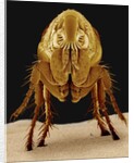Cat Flea by Anonymous