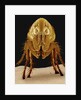 Cat Flea by Anonymous