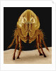 Cat Flea by Anonymous