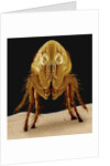Cat Flea by Anonymous