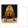 Cat Flea by Anonymous