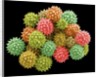 Pollen Grains by Anonymous